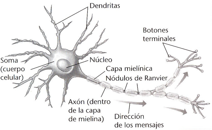 neurona1